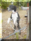 Daphne's Mantle mother is beautiful Black Great Dane - WhoopSeeDaisy- Breeder Marshfield, Missouri 65706